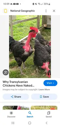 Looking for naked neck chickens