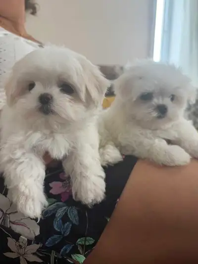 ❤️QUALITY Maltais,Maltese (bichon -maltipoo -shihtzu -poodle)❤️, View more