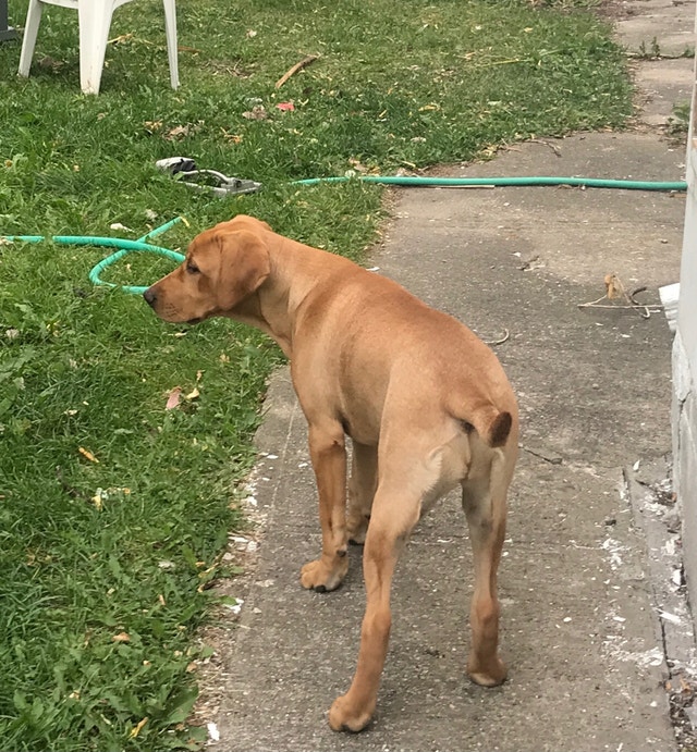 Beautiful 4 & 1/2 month old lab rare golden rust color | Dogs & Puppies ...