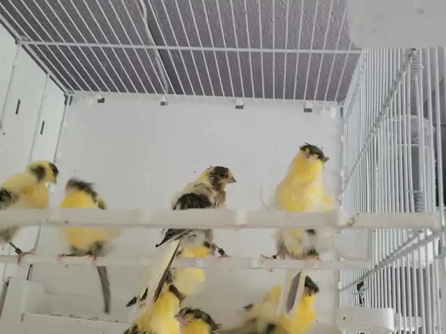 Padovane 2025 in Birds for Rehoming in Québec City - Image 6
