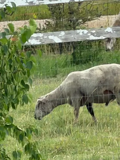 Little Big Sheep Farm Yearling Charlolais Registered Ram, View more