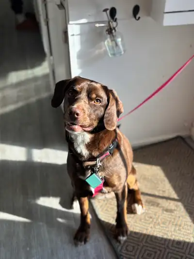 Sweet & small hound/terrier mix, View more