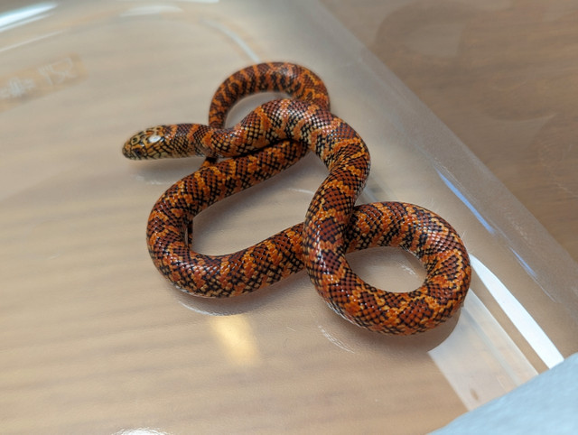 Brooks Hypo Flame Kingsnakes in Reptiles & Amphibians for Rehoming in Comox / Courtenay / Cumberland