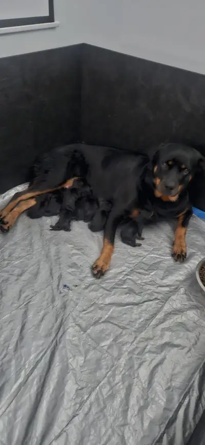 Chiots Rottweilers a vendre, View more