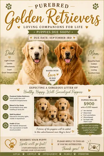 Golden Retriever, View more