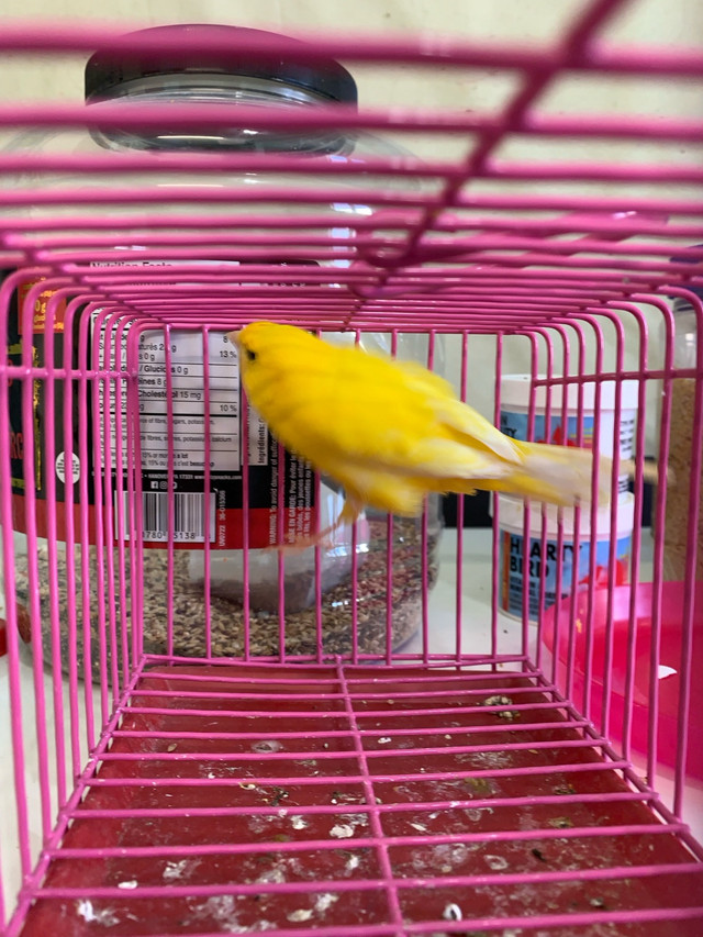 Canary male in Birds for Rehoming in Winnipeg - Image 2