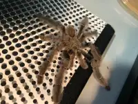 Trinidad chevron mature male tarantula