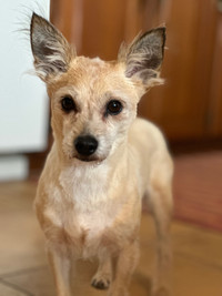 7yr old Neutered Male Yorkie Mix