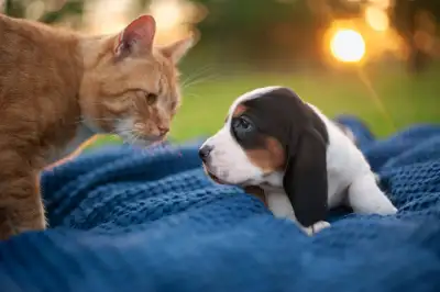 Gorgeous Basset Hound Puppies, View more