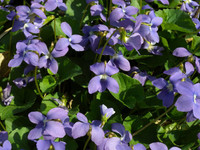 Native Violets plants