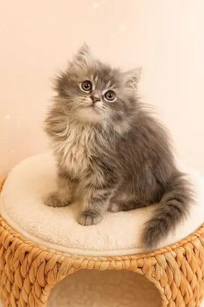 adorable kittens, View more