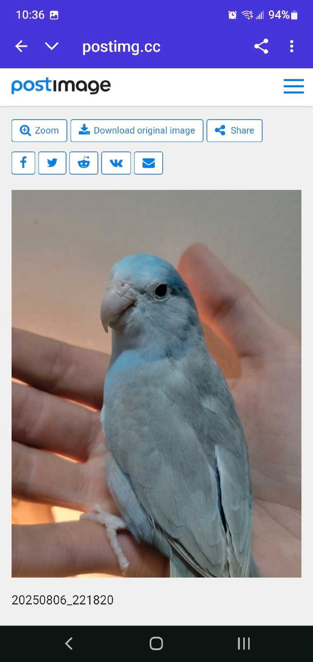 Parrotlets are ready in Birds for Rehoming in St. Albert