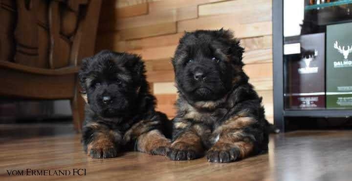 LongHaired German Shepherd Puppies From Kennel Vom Eistobel Dogs — free download