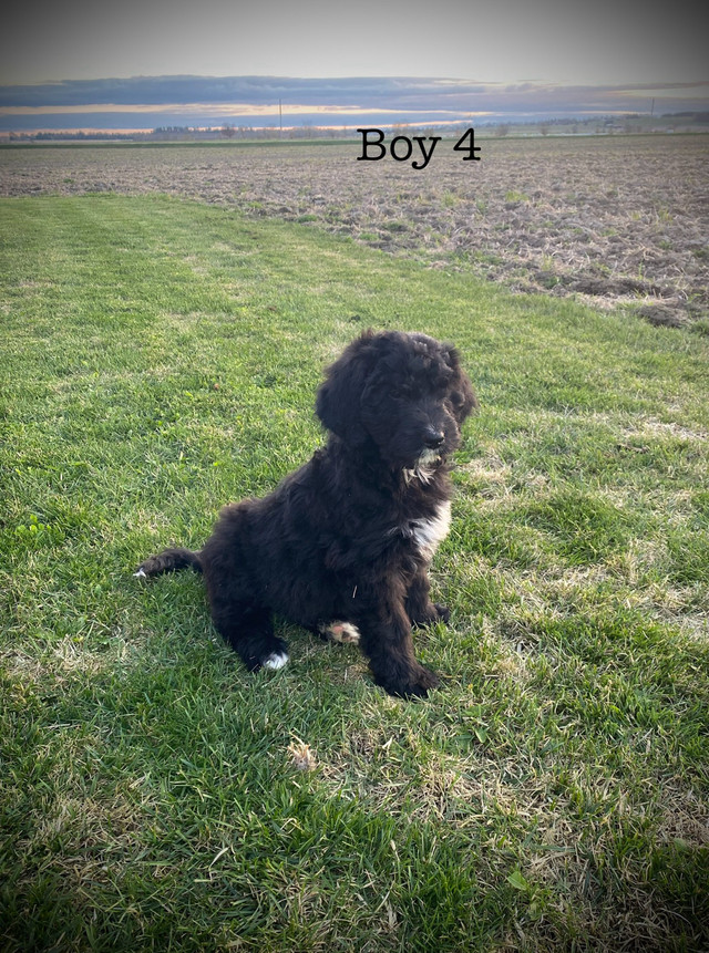 Beautiful Bernedoodle Puppies  in Dogs & Puppies for Rehoming in Pembroke - Image 2
