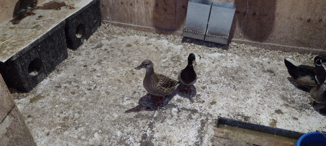 call ducks dans Autres animaux à adopter  à Ville de Québec - Image 2