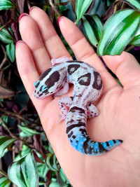 gecko fat tail morph