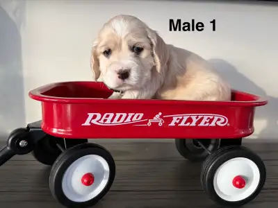 Cocker Spaniel, View more