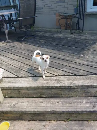 These beautiful little boy and girl puppies are looking for their forever home! They are very playfu...