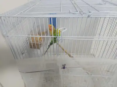 2 birds one budgie and one lovebird, View more