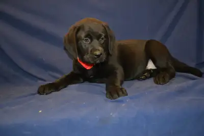 Chiots Labradors noirs 2-mâles 1- femelle née le 20 février 2026 vacciné, vermifugé, plus kite de dé...