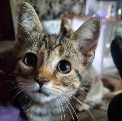 Playful Kittens, View more