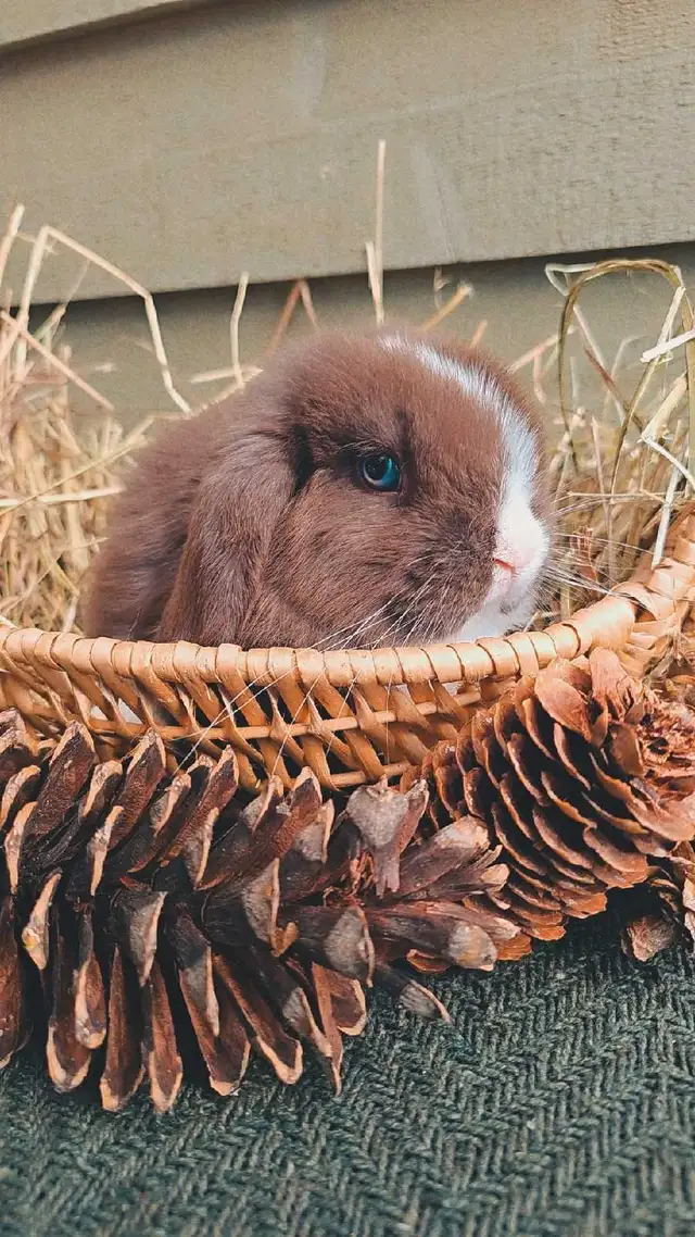 Holland Lop Rabbitry (nettle.blossom.burrows) in Small Animals for Rehoming in Terrace - Image 8