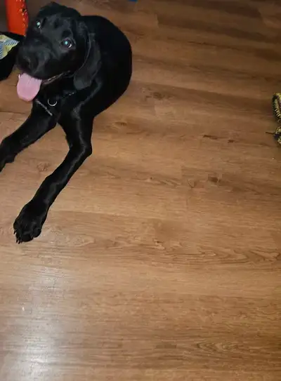 Male 4 month old, View more