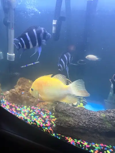 Frontosa Cichlid (Cyphotilapia frontosa) 80.00 Each Midas Cichlid (Amphilophus citrinellus) 40.00 Co...