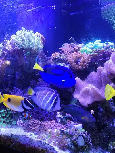 large hippo tang saltwater fish, View more