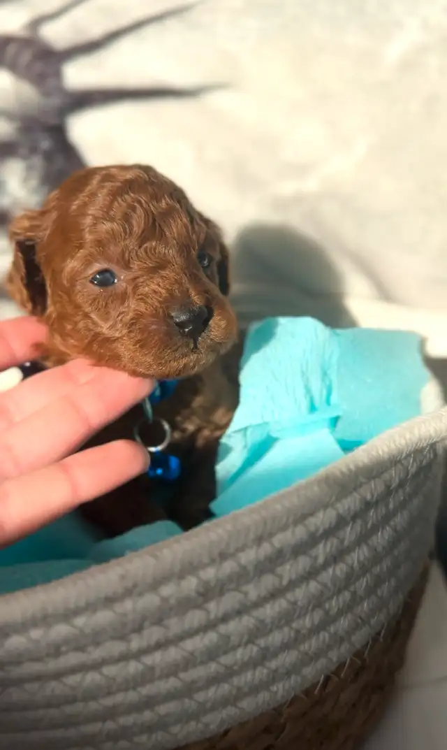 Adorable Red Toy Poodle Puppies in Dogs & Puppies for Rehoming in Hamilton - Image 3