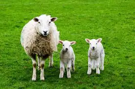 Looking for a group of bred ewes Rideau or Suffolk Let me no what you have price and
