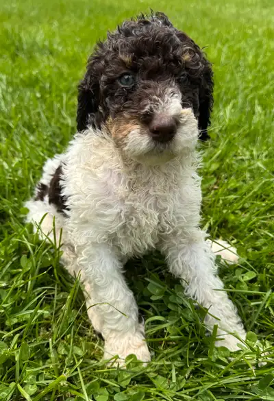 cute mini bernedoodles available Sunday, View more