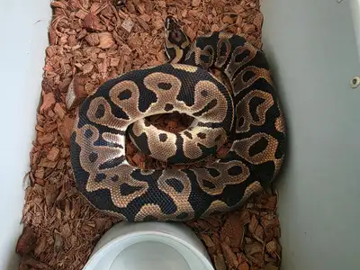 This is a great 2023 Proven Breeder Male Cypress Leopard het Clown (pos het Hypo, hasn't produced an...