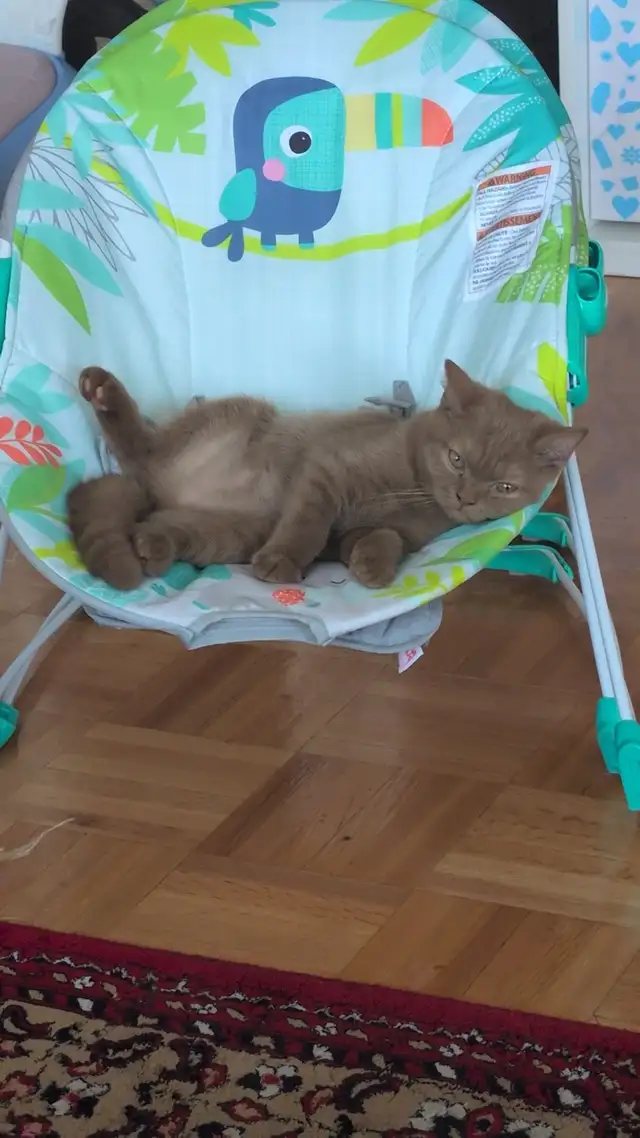 British Shorthair/Longhair kittens in Cats & Kittens for Rehoming in City of Montréal - Image 6