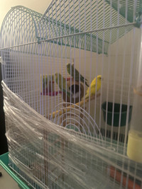 3 budgies+ cage + food + Toy