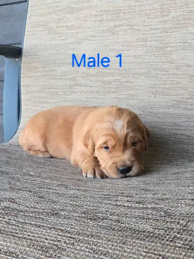 Golden Retriever Puppies, View more