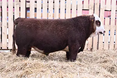 Fullblood Simmental bull, View more