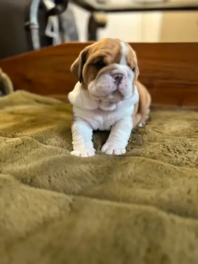 Parents: Purebred 100% DNA tested English bulldogs CKC registered All vaccinations and microchipping...