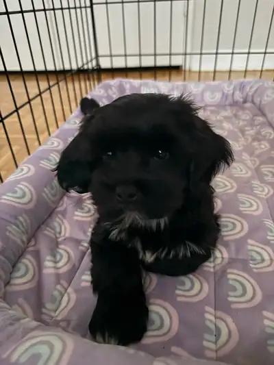 Rehoming Shih poo puppy, View more