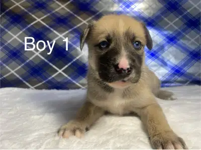 Pomsky X Puppies READY FOR PICKUP TODAY!, View more