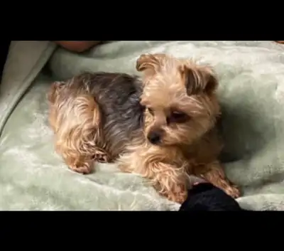 Yorkie dog, View more