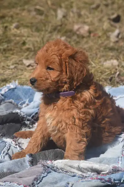 Mini F1b Bernedoodle puppies , View more