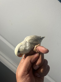 Handraised friendly baby lovebird 