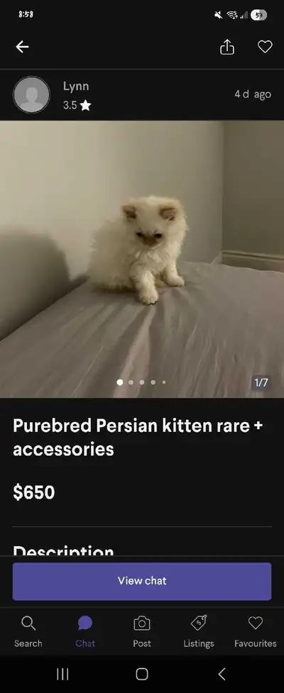 warning: Kitten Flipper! (Persian kitten), View more