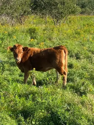 Dexter Calves and heifers, View more