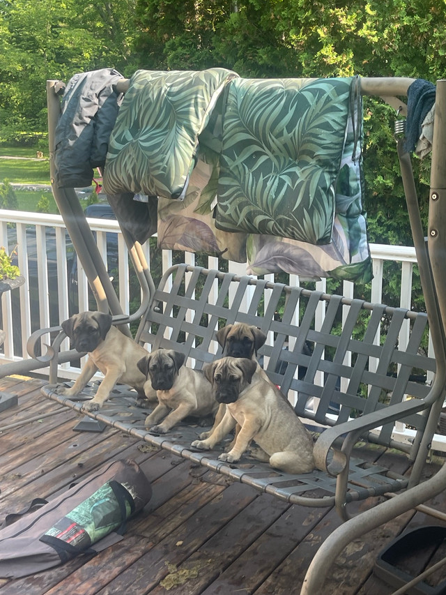 Purebred Pressa canario puppies for sale$500 in Dogs & Puppies for Rehoming in Barrie - Image 2