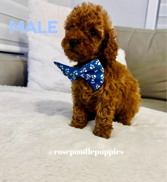 Purebred Toy Poodle Puppies Available in Dogs & Puppies for Rehoming in Oshawa / Durham Region