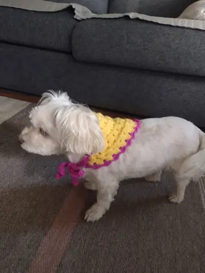 Crochet Dog bandana, View more