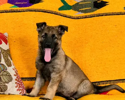 Élevage Familial Magnifiques chiots Berger Allemand de couleur sable et bicolore à vendre. Vaccinés...