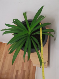 $5,$10 Spider plants